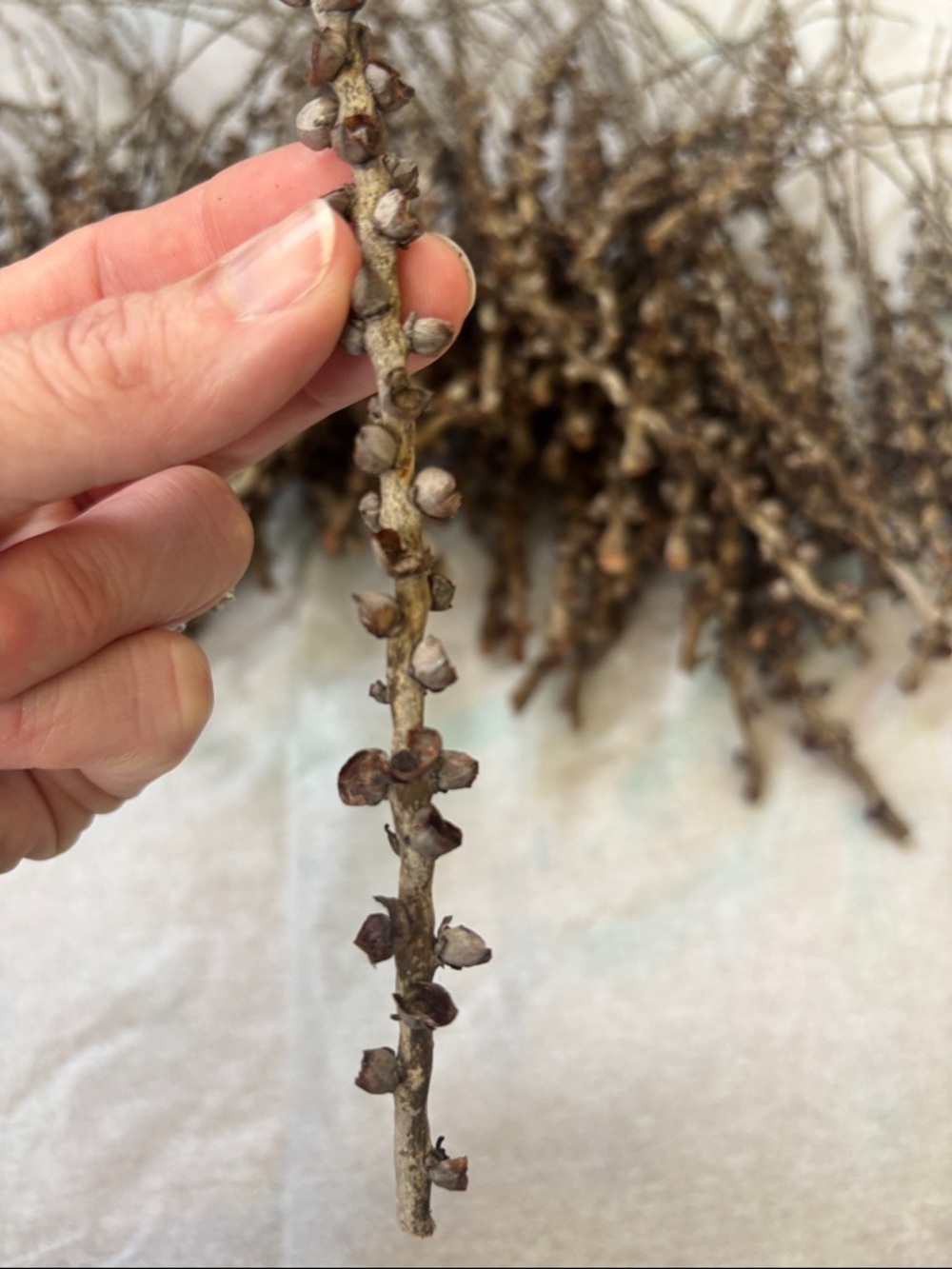 Bundle of Natural Dried Seeded Branch Stems - Brown (1) - Picture 4 of 5